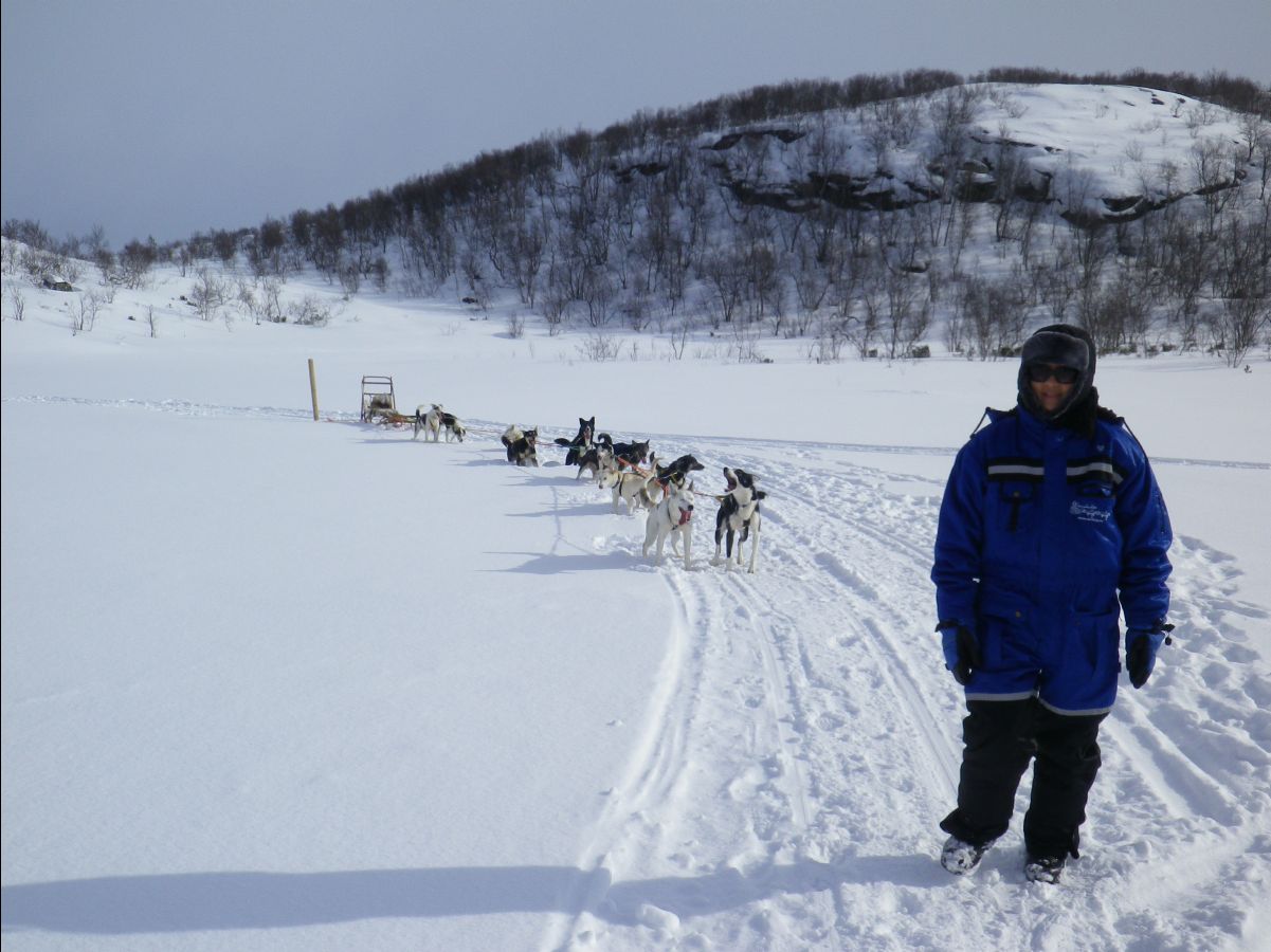 Dogs sledge33